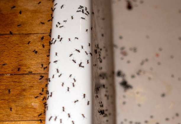 Wasp Removal Services in Larned, KS