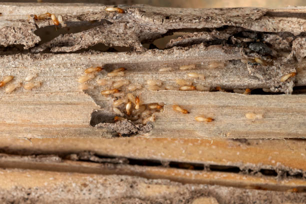 Best Exterminator Services  in Larned, KS